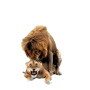 A Pair Of Lions Mating On The Open Grasslands Of Kenya'S Maasai Mara, Capturing Intimate Wildlife Behavior. 17954 - Cat PNG image with transparent background